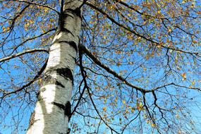 low angle view of Birch at Autumn Sky