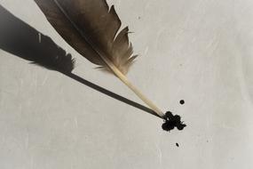 Beautiful, black and gray bird feather with the ink, on the white surface