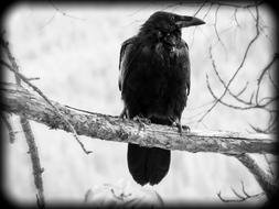Crow Black