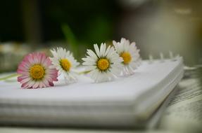 Notebook and flower