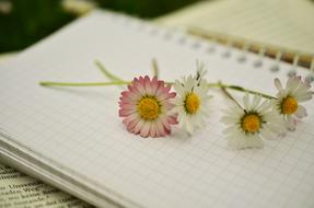 Colorful flowers on the white notebook