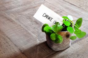 thank you card in a potted plant