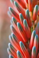 Flower Plant Tender red