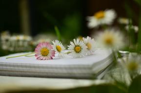 daisies on open blank notebook