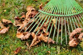 Rake with fallen leaves on lawn