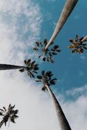 Palm Trees at sky, low angle view