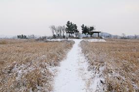 photo of a snowy road on a reed field in the Republic of Korea