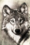 portrait of a wolf head