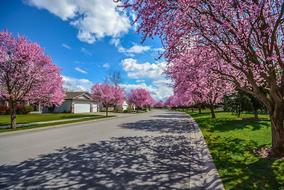 Subdivision Street pink tree