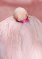 Flamingo, Pink Bird hiding beak in feathers