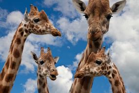 Giraffes Family and sky