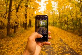 Person, taking a photo of the beautiful path, among the yellow trees in autumn