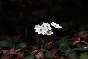 cute Nature Flowers Plants