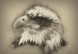 hand drawn bald eagle