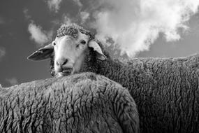 Sheep View Animal monochrome