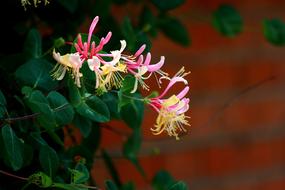 italian honeysuckle Flowers at brick wall