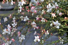 delicate decorative flower close-up