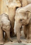 big Elephant Family