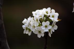 photo of white flowers of apple tree on a black background