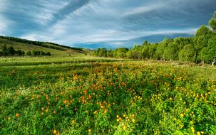 trollius blooming on meadow at summer, scenic rural landscape