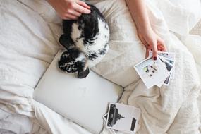 Apple Macbook and cat