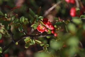 Chaenomeles japonica, blooming branch