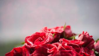 Blooming Roses Red