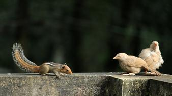 Birds Pair and squirrel