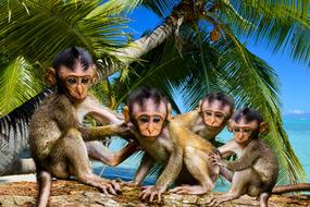 cute Nature Animals Ape