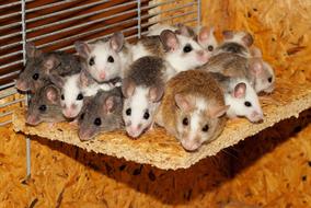 Mice Family in a cage