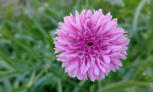 Cornflower pink