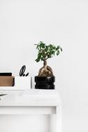 white Notebook and Plant