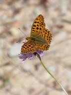 orange butterfly with black spots