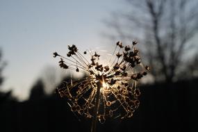 digital Light Flower