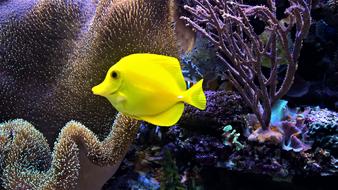 Aquarium, yellow Tropical Fish and corel