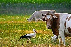 Cow Stork Meadow and bird
