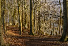 Trees Forest Landscape sun