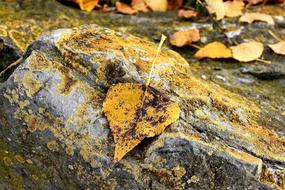 rotten yellow leaf in autumn