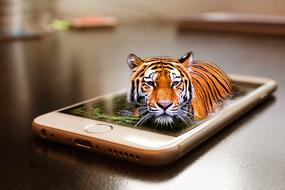 Tiger Wildlife in phone as a 3d