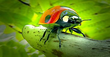 ladybug beetle close up face