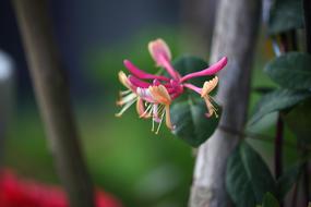 pink Flowers