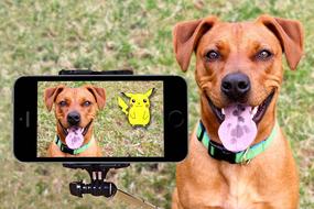 Pokemon Pikachu and Dog