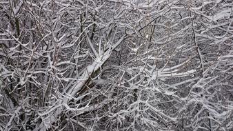 landscape of the Tree Branches covered with snow