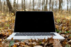 laptop on dry autumn foliage