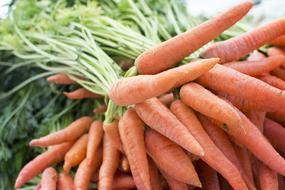 bunches of orange carrots close up