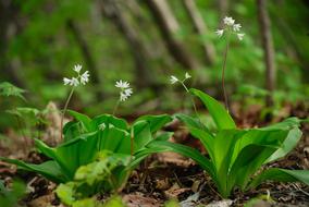 photo of spring primroses in the forest