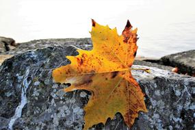 yellow maple leaf on granite stone