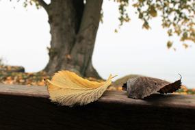 brown and yellow autumn leaves on a wooden bench