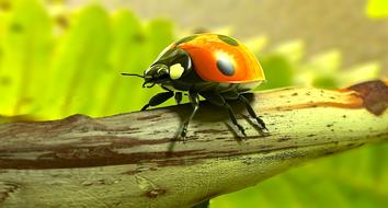 ladybug is crawling on a tree branch