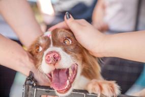 People petting a beautiful and cute, brown and white dog